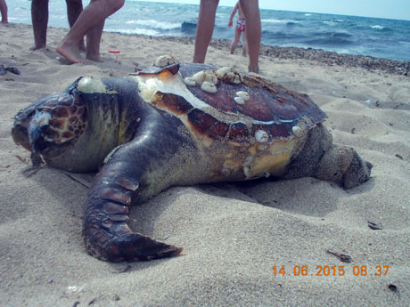Campomarino “Marina di Maruggio”. Rinvenuta una tartaruga marina della specie “caretta – caretta