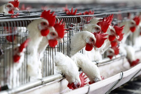 Aviaria, alcuni paesi europei vietano da oggi l’importazione di pollame e uova dal Regno Unito