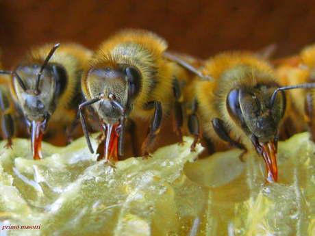 Scoperto un vaccino naturale usato dalle api per proteggere i propri piccoli dalle malattie. Lo fanno con una proteina chiamata vitellogenina