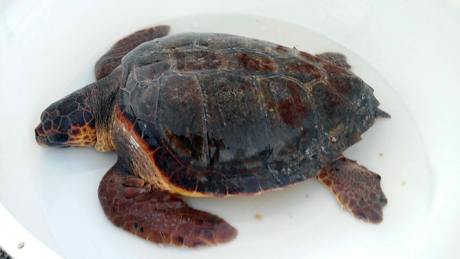 TARANTO. “Punta Rondinella”: due sub recuperano una tartaruga marina