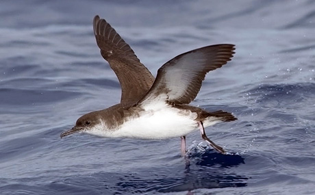 Inquinamento: due terzi degli uccelli marini hanno spazzatura di plastica nello stomaco