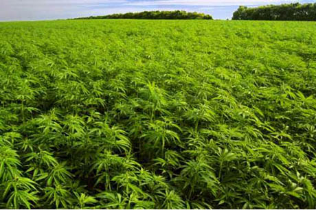 Il nuovo business della droga: piantagioni di marijuana tra boschi e colture