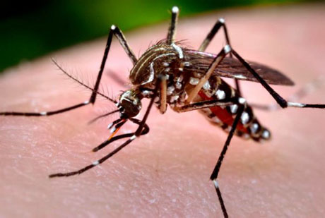 Allerta viaggiatori: triplicati i casi di dengue a San Paolo del Brasile