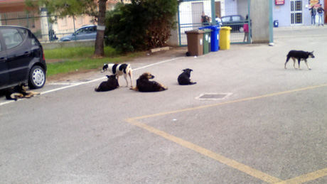 SAVA. Atrio Scuola I.P.S. “G. Falcone” trasformato in “rifugio/bivacco” per branco  di cani randagi