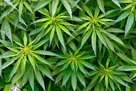 USA: raddoppiato in dieci anni il consumo di cannabis