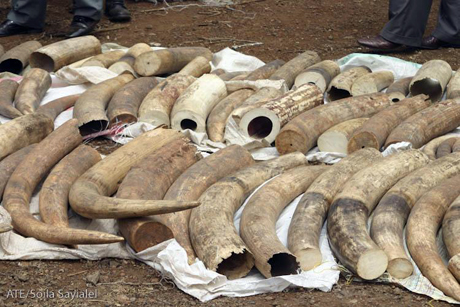 26 elefanti uccisi con il cianuro dai bracconieri in Zimbabwe. Già altri 14 erano stati avvelenati la settimana precedente