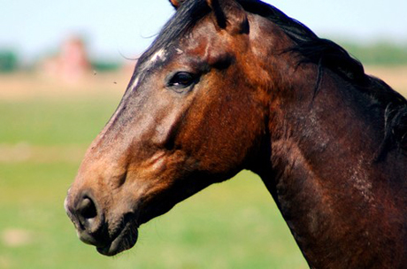 Spagna: uccide il cavallo. Condannato per maltrattamento di animali