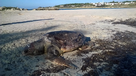 LIDO SILVANA (Marina di Pulsano). Tartaruga marina della specie “caretta caretta” trovata morta spiaggiata