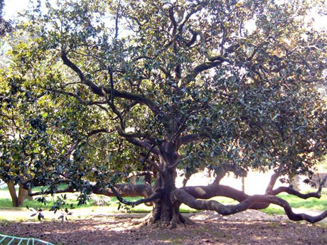 Xylella fastidisiosa: il killer degli ulivi sta uccidendo oltre oceano gli alberi secolari a Los Angeles tra cui le magnolie