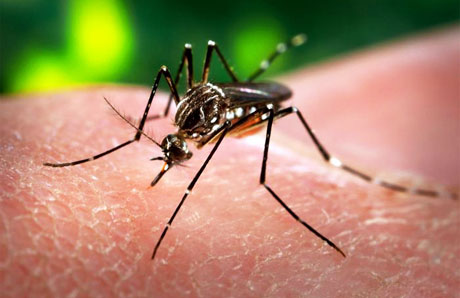 Virus Zika, tre casi confermati in Italia nel 2014 importati dalla Polinesia