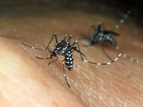 Virus Zika. I numeri: più di 400 casi confermati di microcefalia in Brasile
