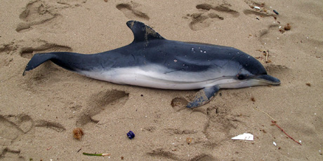 TORRE OVO, marina di Torricella (Ta). E’ stato trovato spiaggiato morto un “cucciolo” di delfino