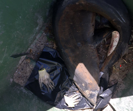 TORRICELLA. Uno squalo nel cassonetto dei rifiuti!