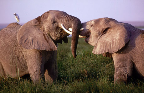 WWF: “GORILLA, ELEFANTI, TIGRI VALGONO PIU’ DA VIVI”