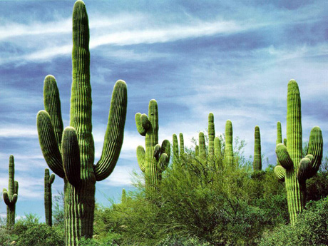 Gli incredibili benefici per la salute di mangiare il Cactus