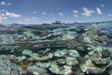 GIORNATA DEGLI OCEANI. WWF: “MARE BOLLENTE E PESCA INSOSTENIBILE”