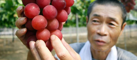 Un grappolo d’uva venduto a 10.000 euro in Giappone