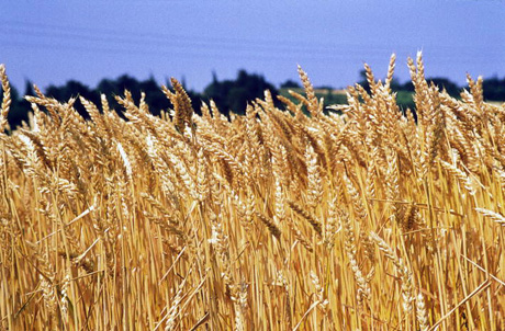 Crisi del grano: oggi SIT IN della Cia dinanzi alla Regione Puglia