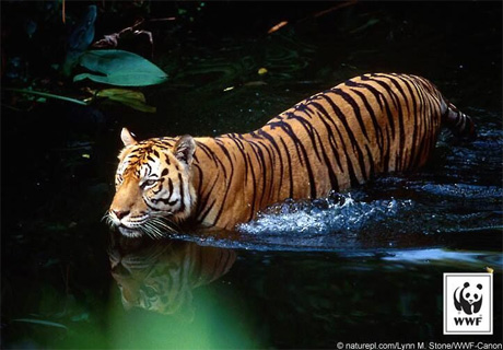 WORLD TIGER DAY: WWF CHIEDE DI CHIUDERE LE “TIGER FARMS”