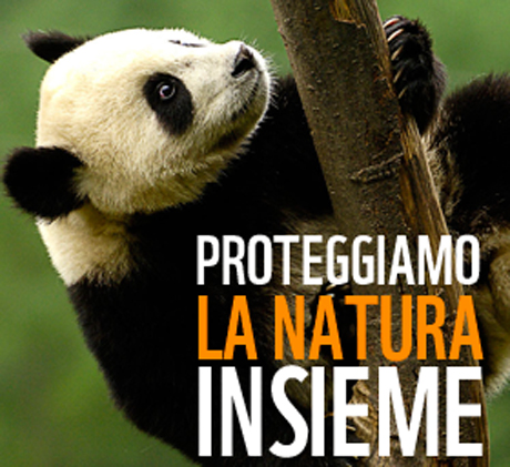 BUON COMPLEANNO WWF ITALIA. Oggi si festeggia l’anniversario: 50 anni in difesa dell’ambiente