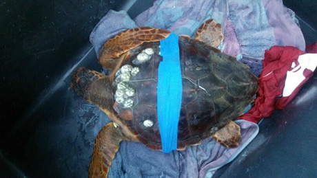 Lido Silvana (marina di Pulsano). “Tutti insieme all’ultimo Eco Day per liberare la tartaruga ferita”‏