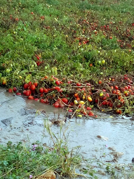 Pioggia, agricoltura in ginocchio, Cia Puglia: “Subito la conta dei danni”