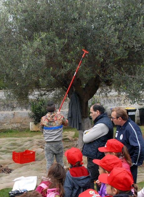 GROTTAGLIE. I disabili raccolgono le olive con gli scolari