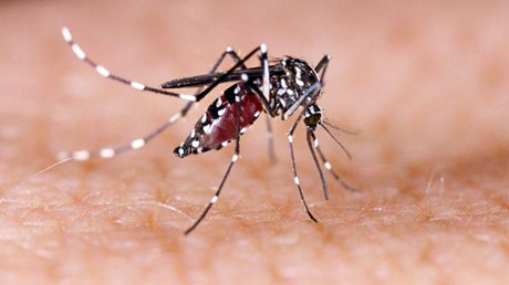 Mayaro, il nuovo virus che minaccia l’America Latina. Trasmesso dalla zanzara Aedes Aegypti provoca febbre, vertigini, affaticamento e dolori articolari