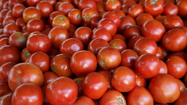 A caccia del sapore perduto: stop pomodori senza gusto