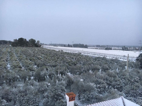 Emergenza neve da Ginosa a Mottola: danni ad agrumi, ortaggi e serre