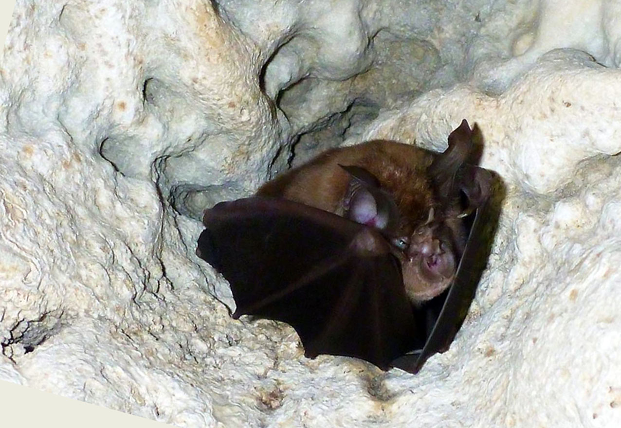 “UPPark!” conta i pipistrelli nel Parco “Terra delle Gravine”