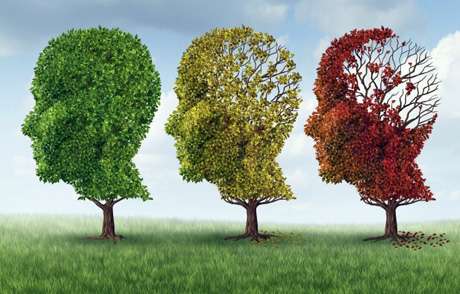 Malattia di Alzheimer, dalla saliva del polpo nuovi benefici per la salute