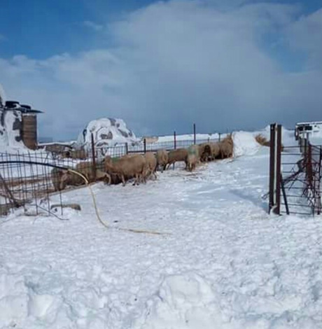 Emergenza neve nei campi: vigneti abbattuti e masserie isolate