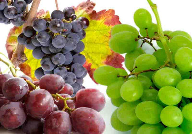 Una dieta ricca di uva per prevenire l’Alzheimer