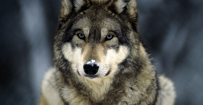 WWF, Il lupo non è il ‘flagello’ degli allevatori