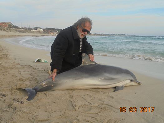 LIDO BAGNARA/CANALE OSTONE (Marina di Lizzano). “Cucciolo” di delfino trovato oggi pomeriggio morto spiaggiato