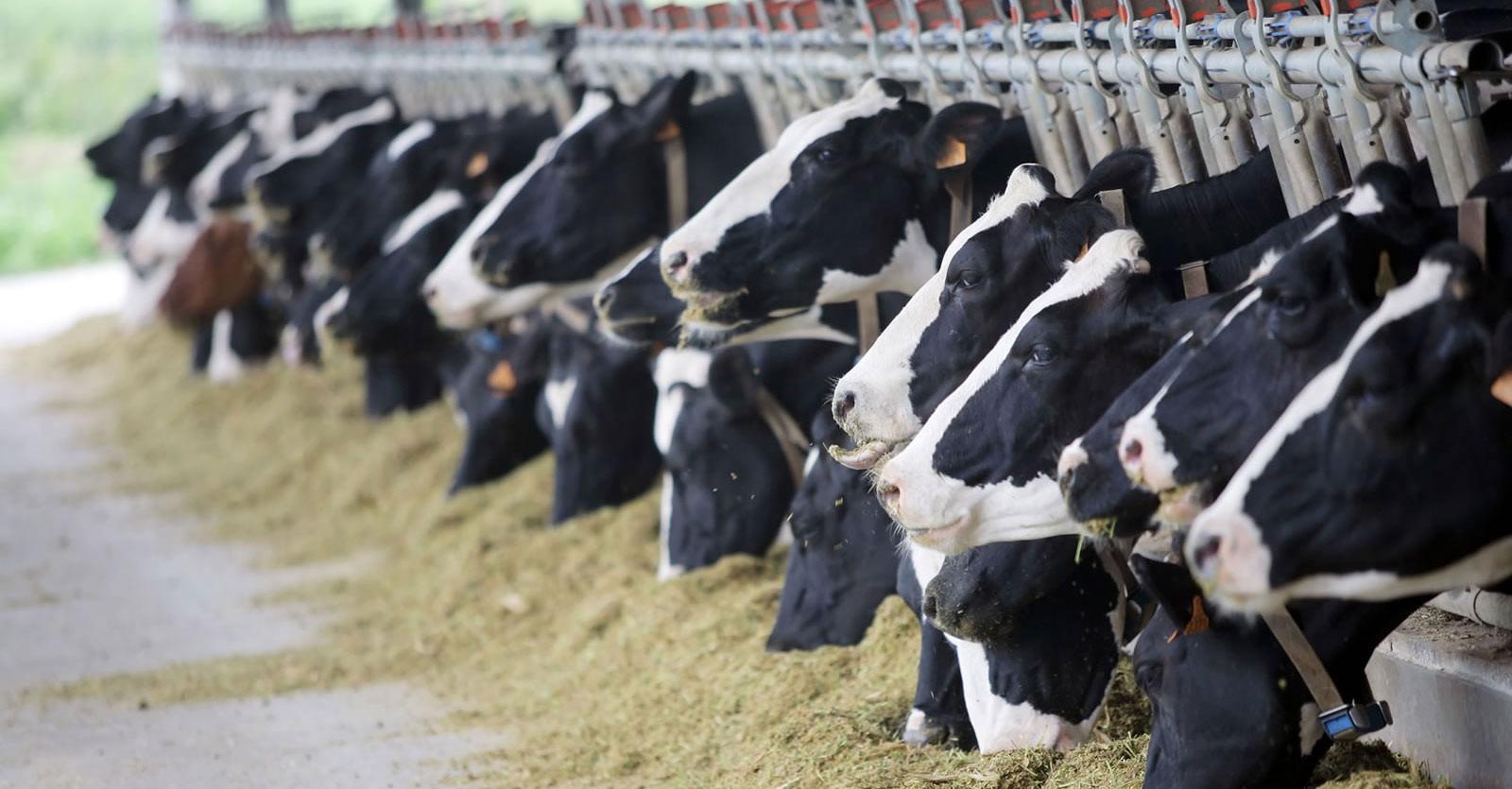 Confagricoltura Taranto, Lazzàro: “L’obbligo d’origine in etichetta tutela il latte Made in Italy: un bene per produttori e consumatori”