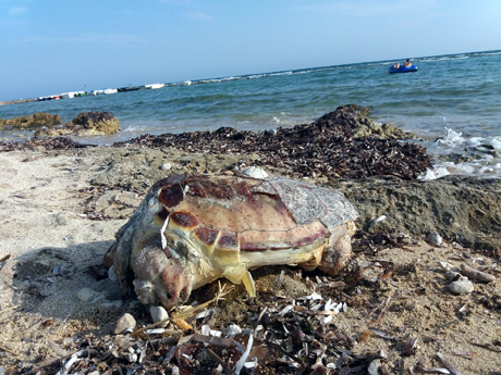 TRULLO DI MARE (marina di Torricella). Trovata spiaggiata, e morta, ieri una tartaruga della specie Caretta caretta