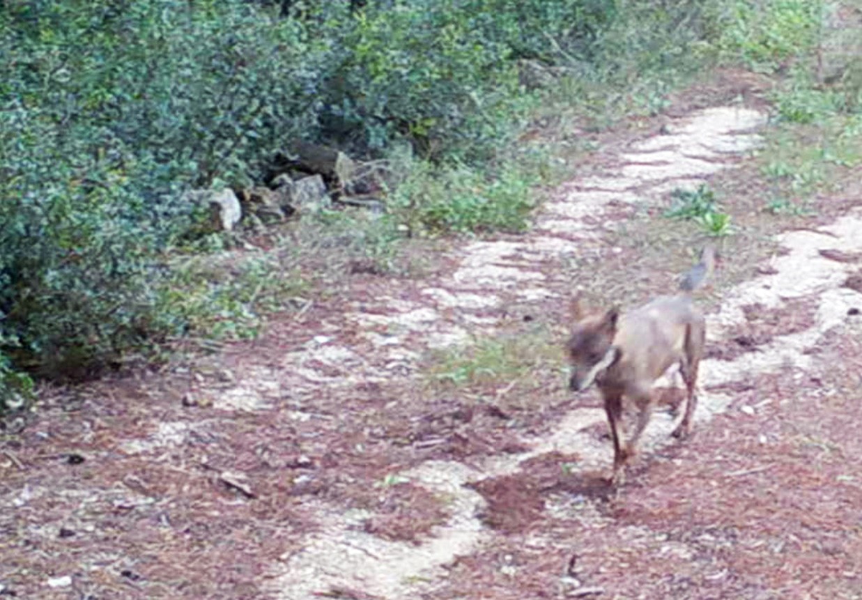 Con UPPARK “fototrappolati” i lupi nel Parco “Terra delle Gravine”!