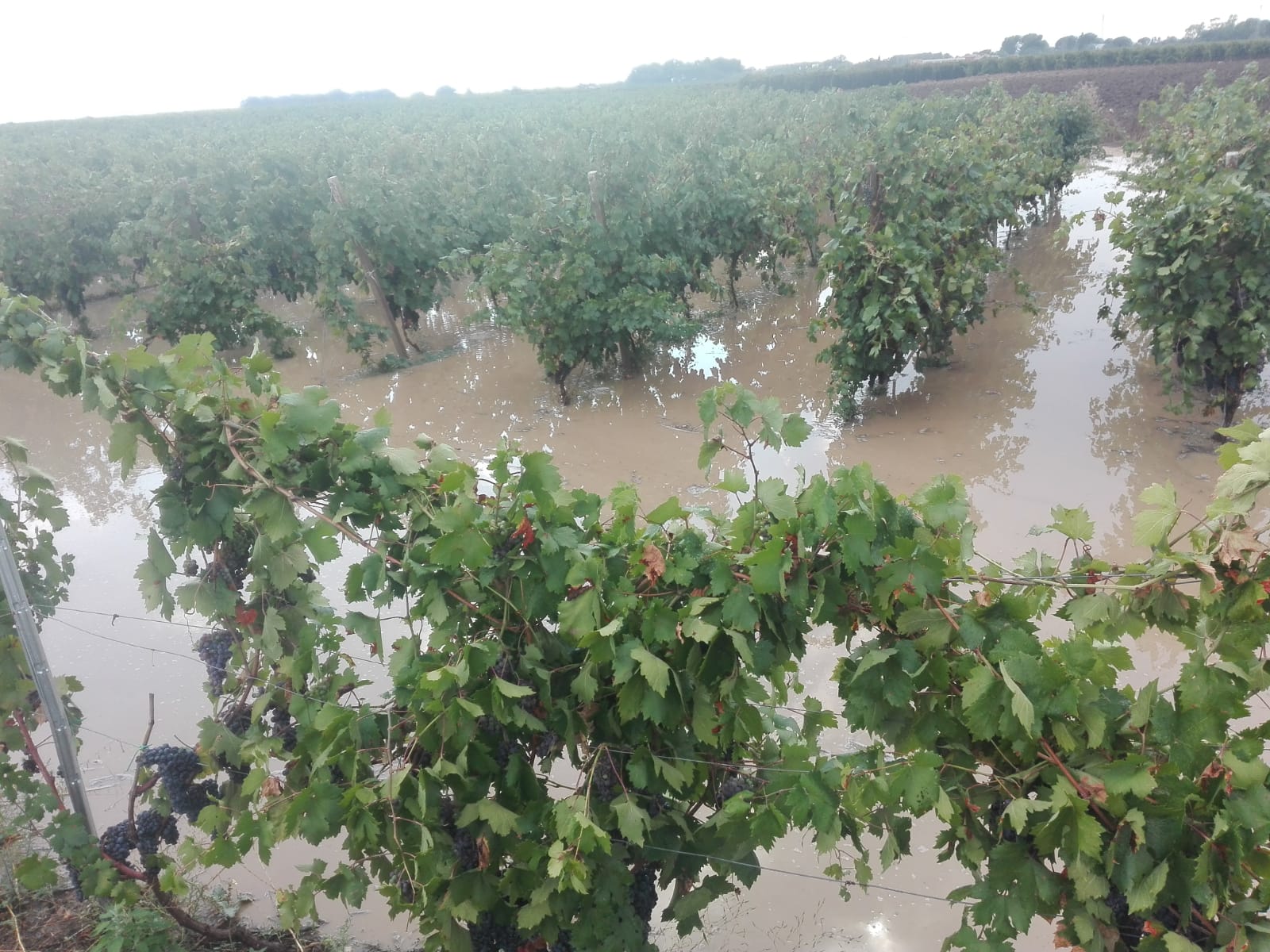 CIA Puglia: “Agosto nero per l’agricoltura, campagna vitivinicola a rischio”