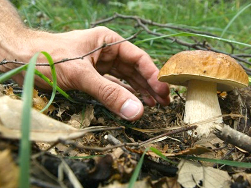 MARUGGIO. Formazione micologica, il Comune organizza un corso