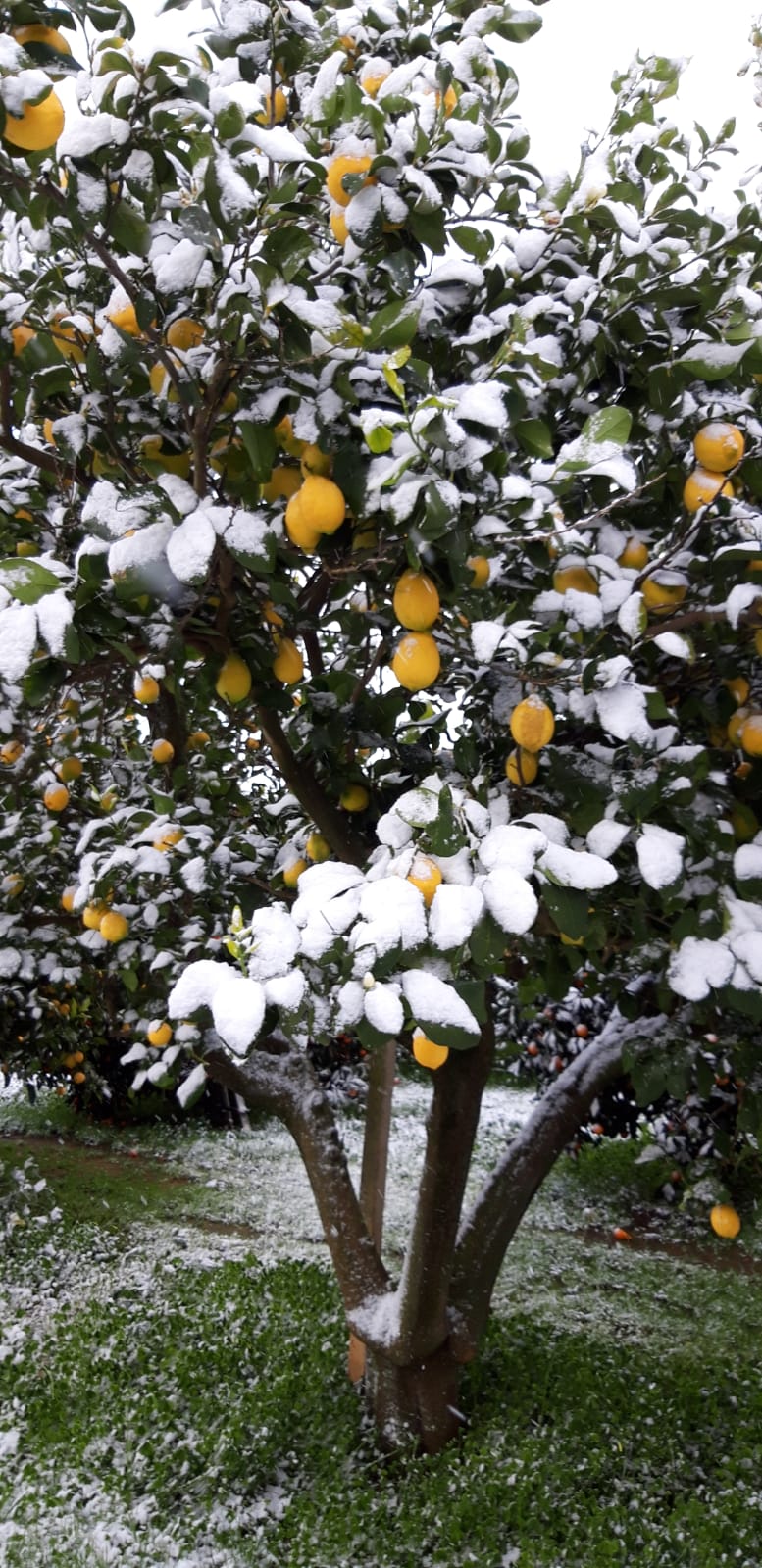 CIA Agricoltori Italiani Puglia. “Pericolo gelate, l’agricoltura pugliese trema: a rischio ortaggi e agrumi”