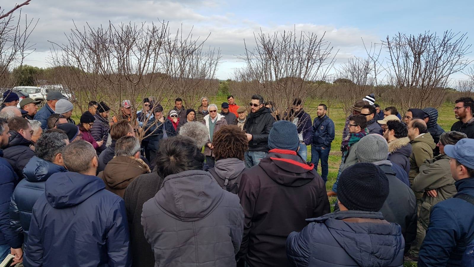 CASTELLANETA. Grande interesse per la mandorlicoltura