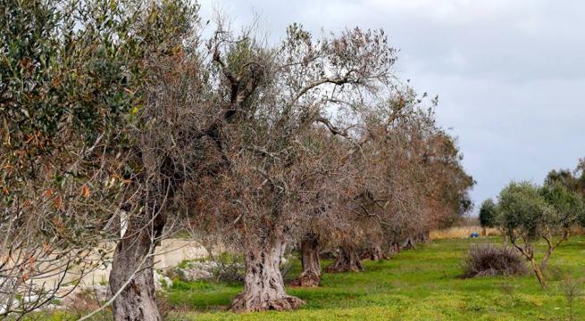 Xylella, cominciate le prime eradicazioni di ulivi in aziende agricole di Crispiano e Montemesola