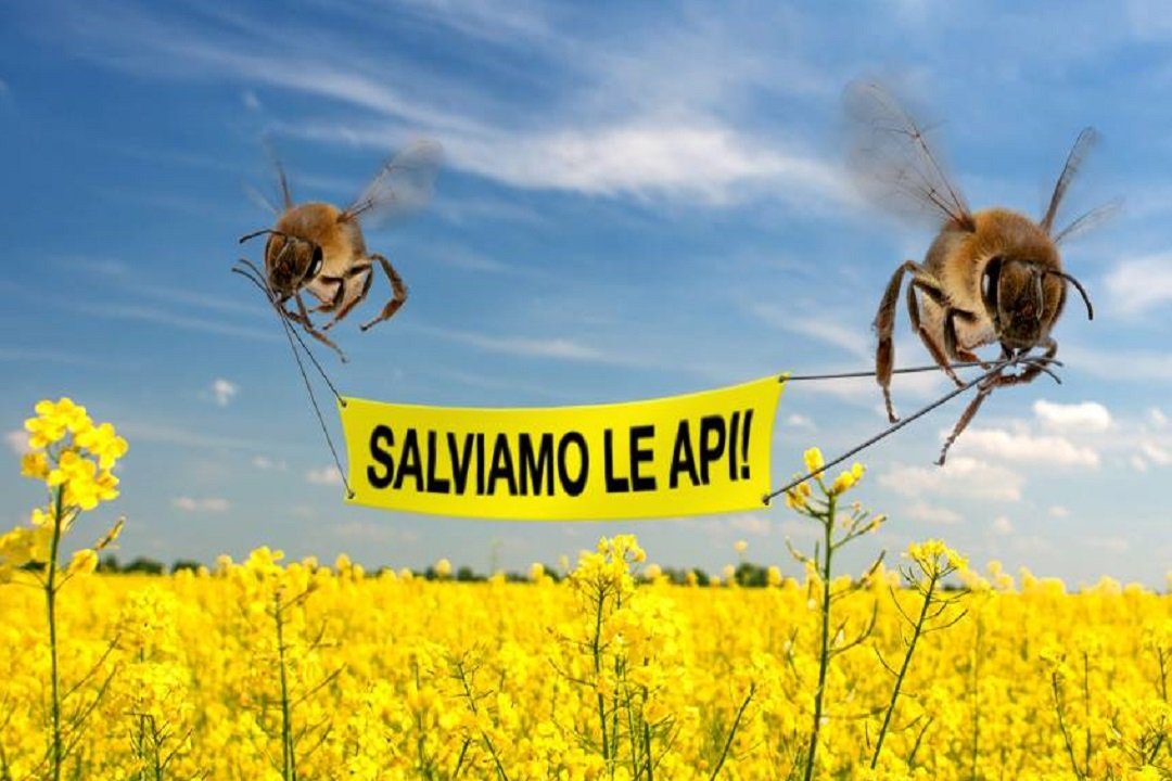 MARUGGIO. Arriva l’ordinanza del sindaco Longo in difesa delle api