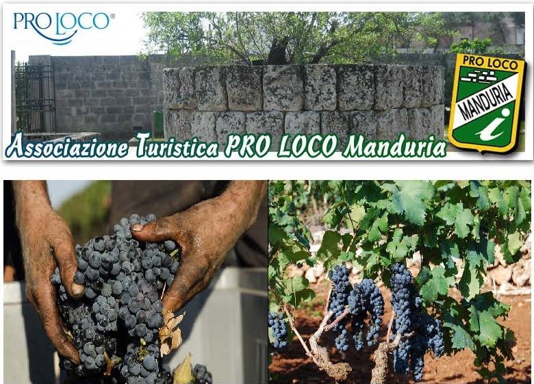Pro loco. Lettera aperta per richiedere la tutela del vitigno PRIMITIVO E DOCG PRIMITIVO DI MANDURIA