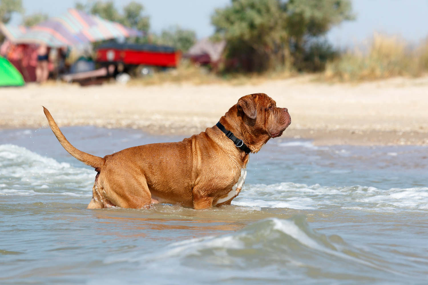 PUGLIA. I cani nelle spiagge non possono entrare, anche se hanno il guinzaglio