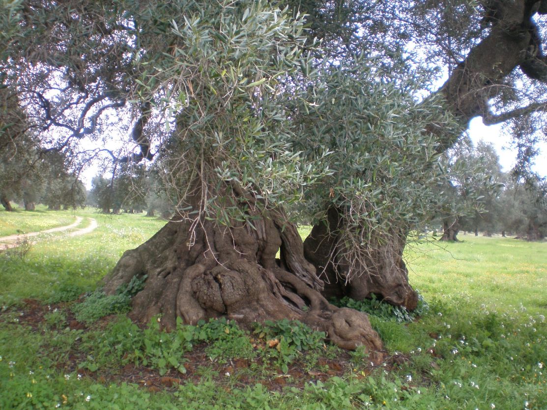 Lazzàro (Confagricoltura Puglia): “Giornata mondiale dell’olivo sia momento di riflessione, senza produzione olivicola non c’è Puglia”