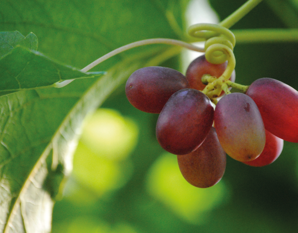 CUT – Il Distretto produttivo di qualità dell’uva da tavola, pronto a costituirsi in Puglia