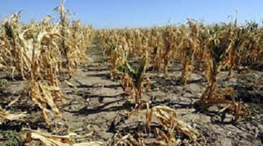 Siccità, irrigazioni di soccorso e aumenti dell’energia elettrica: il colpo di grazia alle aziende agricole pugliesi